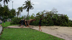 Nha Trang Beach Tree