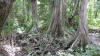 tree roots cahuita