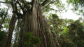 Curtain Fig tree in Yungaburra