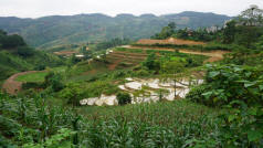 Rice Terraces Yen Minh