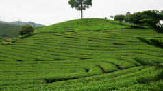 Tea Plantation Ha Giang