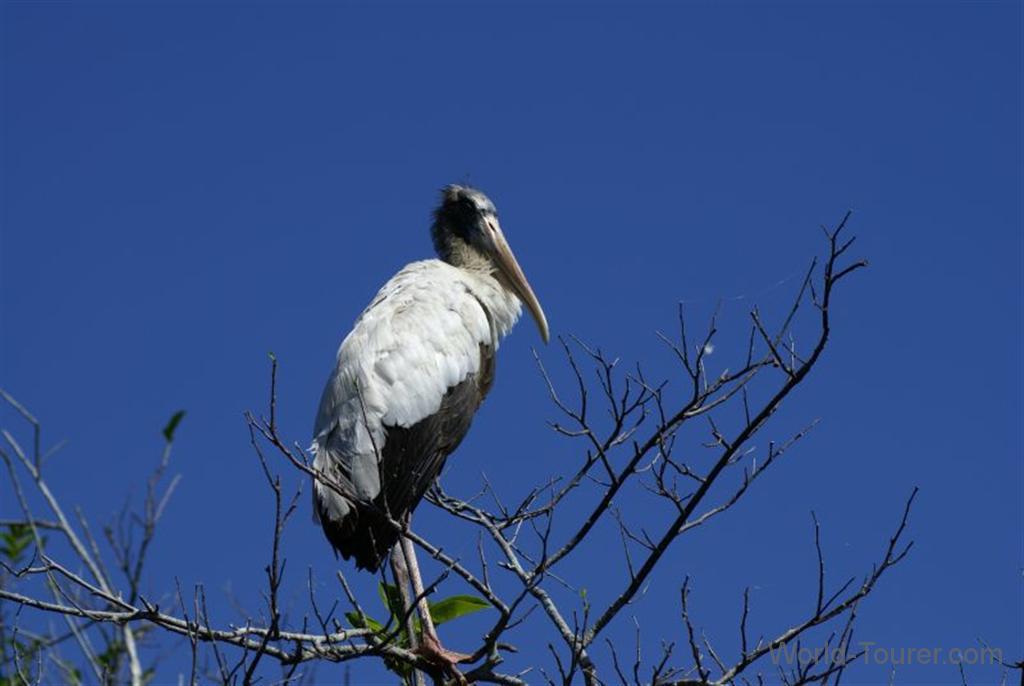 Wood Stork