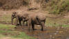 wading elephants