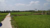 Mekong Delta Rice Fields